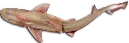 Requin Farkh en Brochettes 1Kg